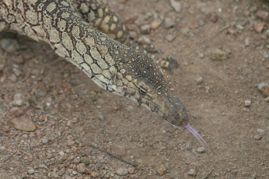 Perentie