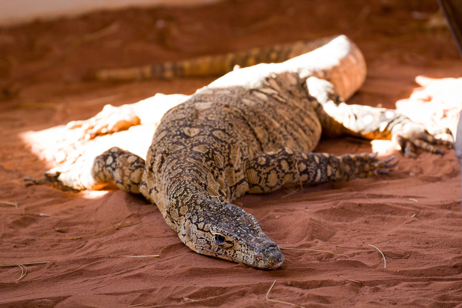 Perentie