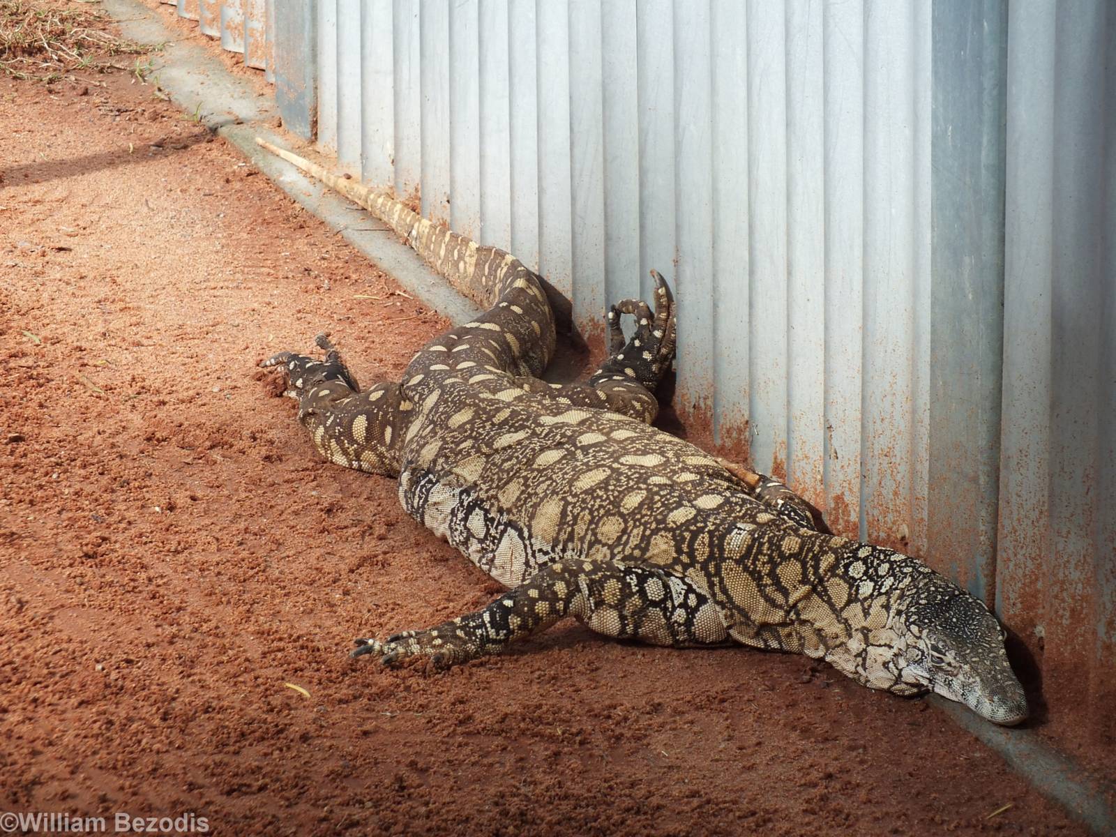 Perentie