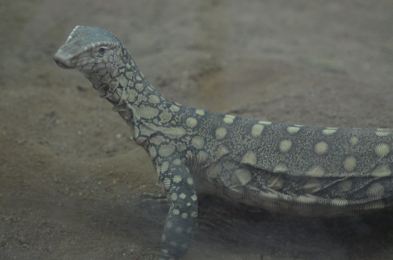 Perentie