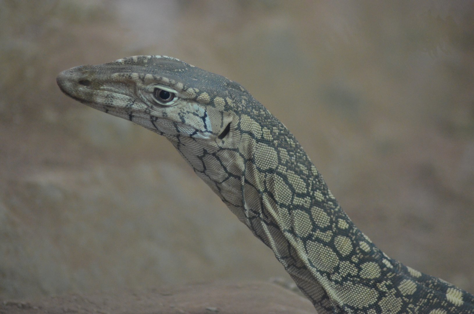 Perentie