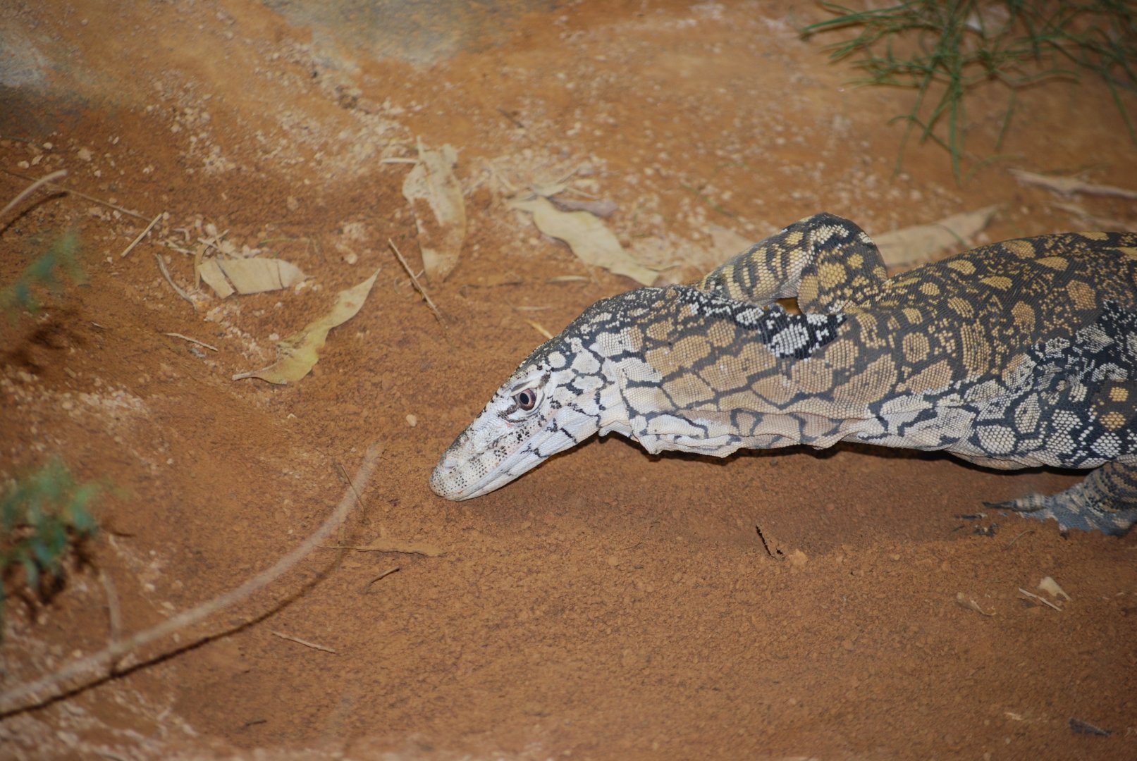 Perentie