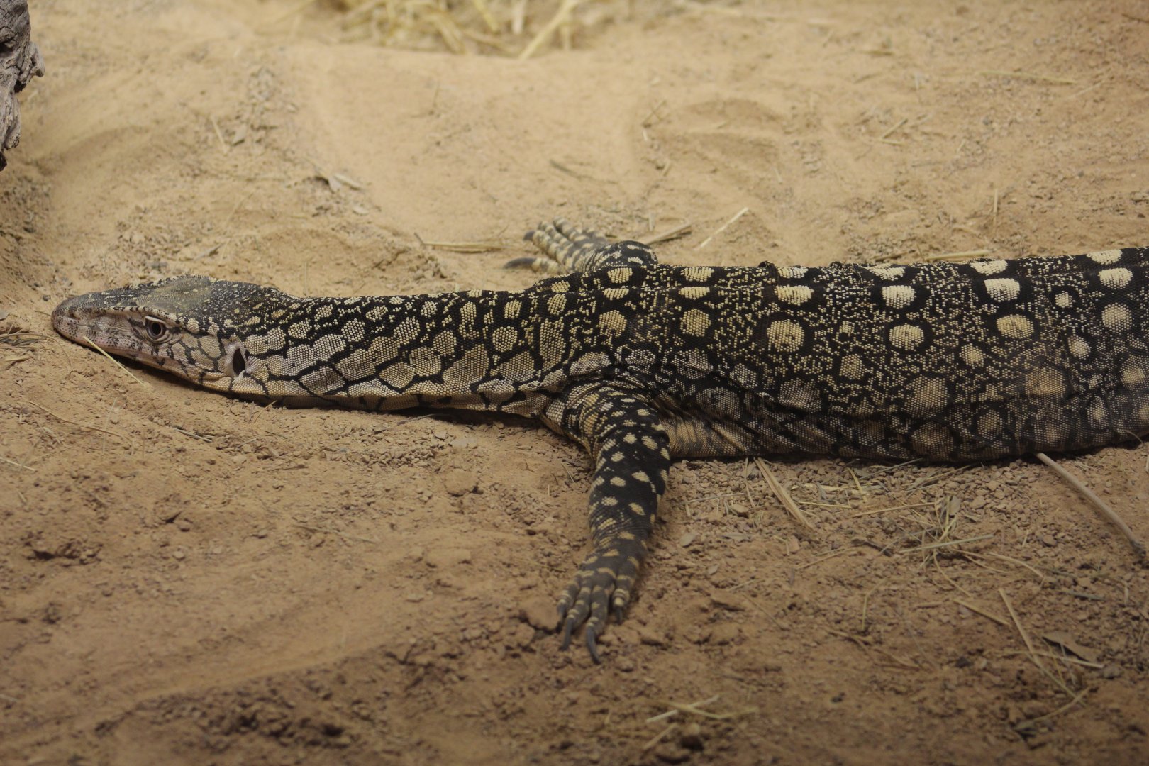 Perentie