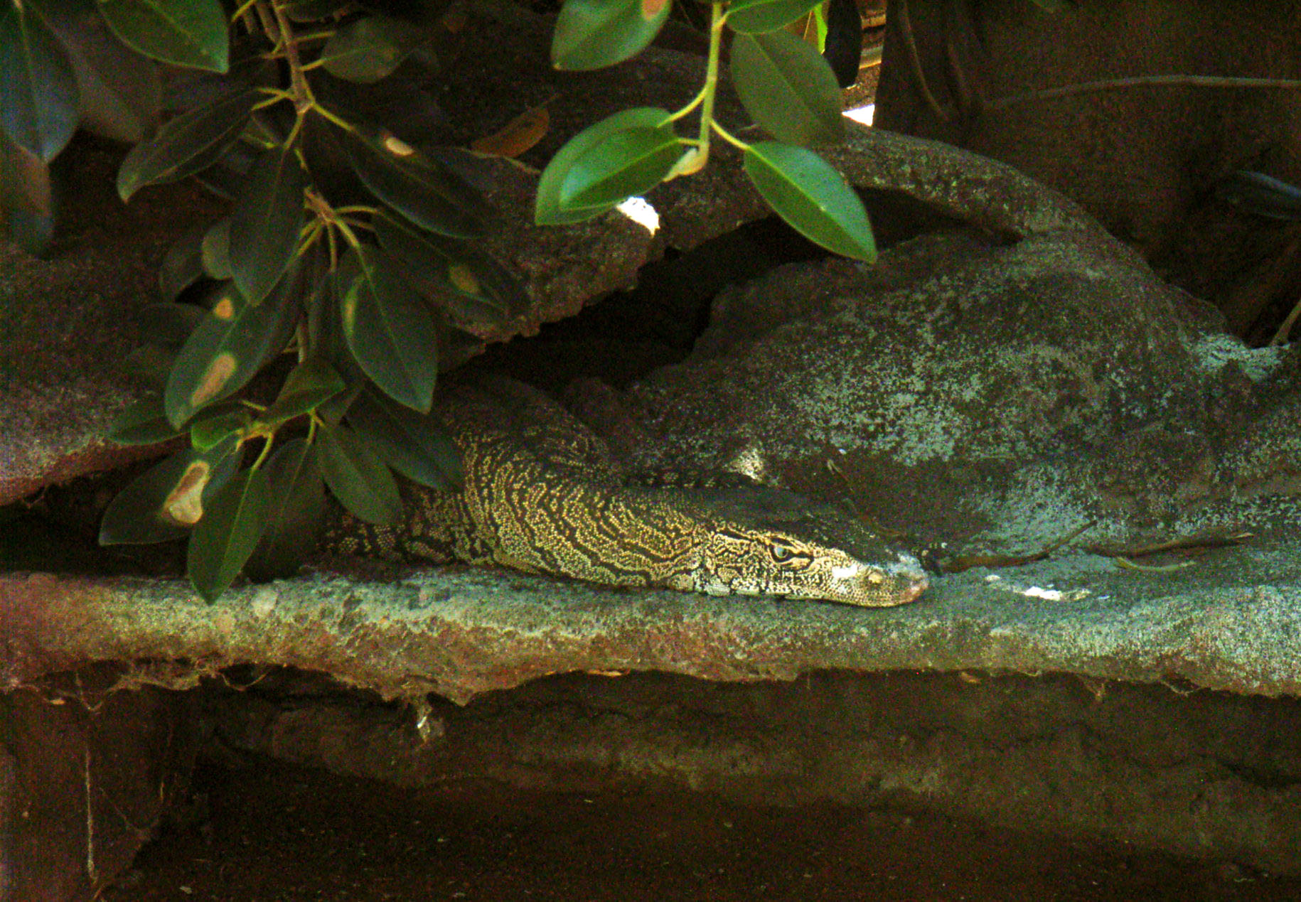 Perentie