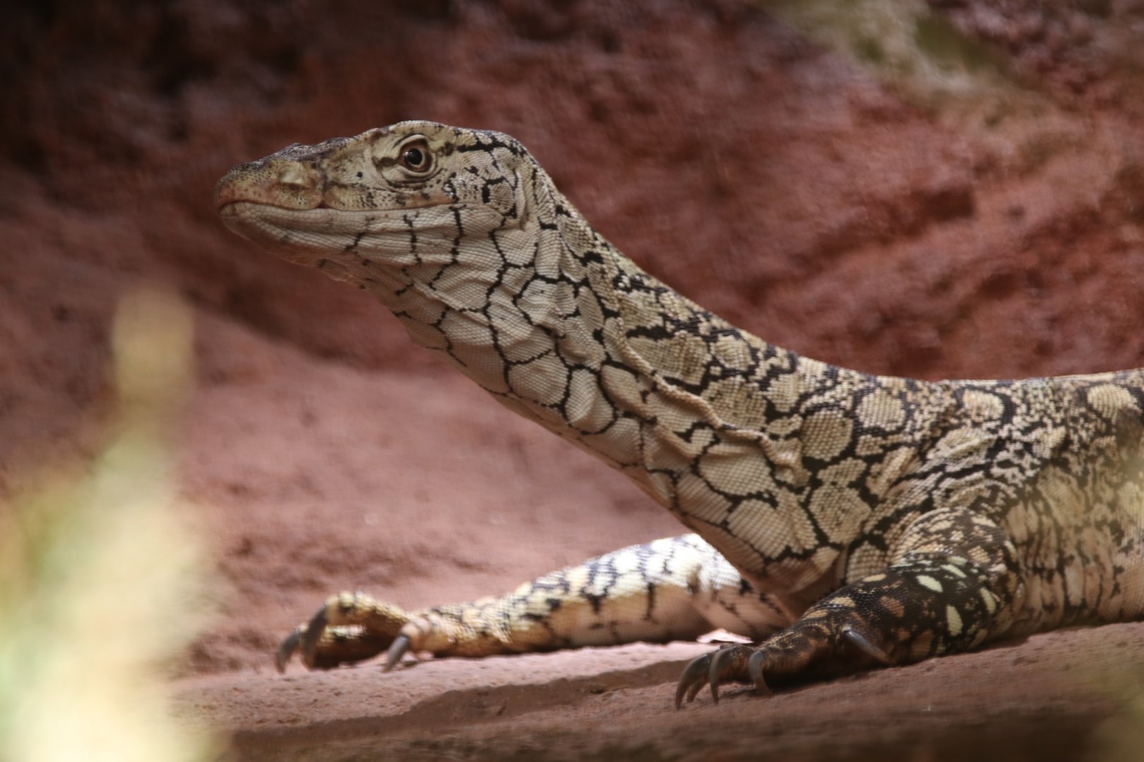 Perentie
