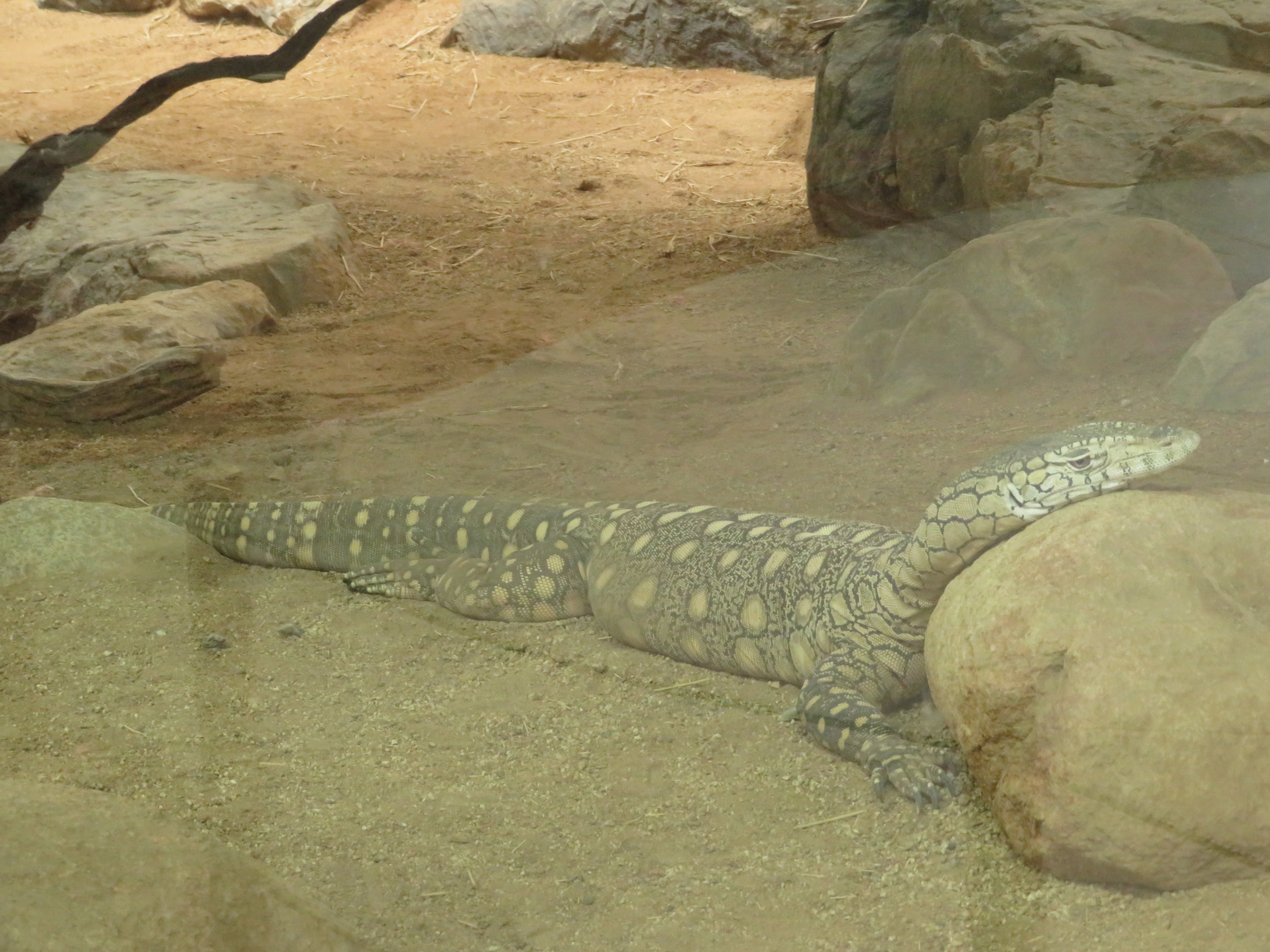 Perentie