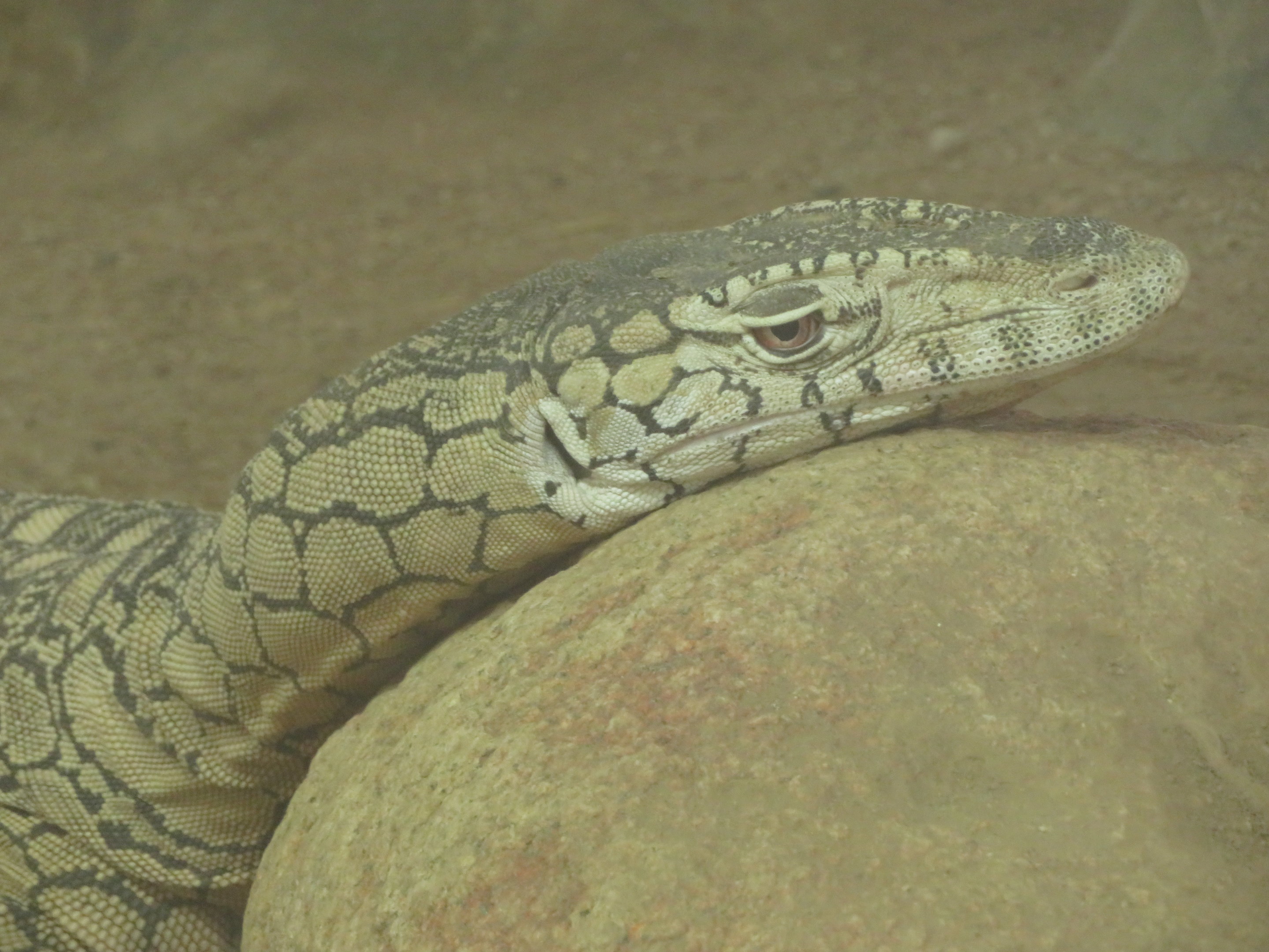 Perentie