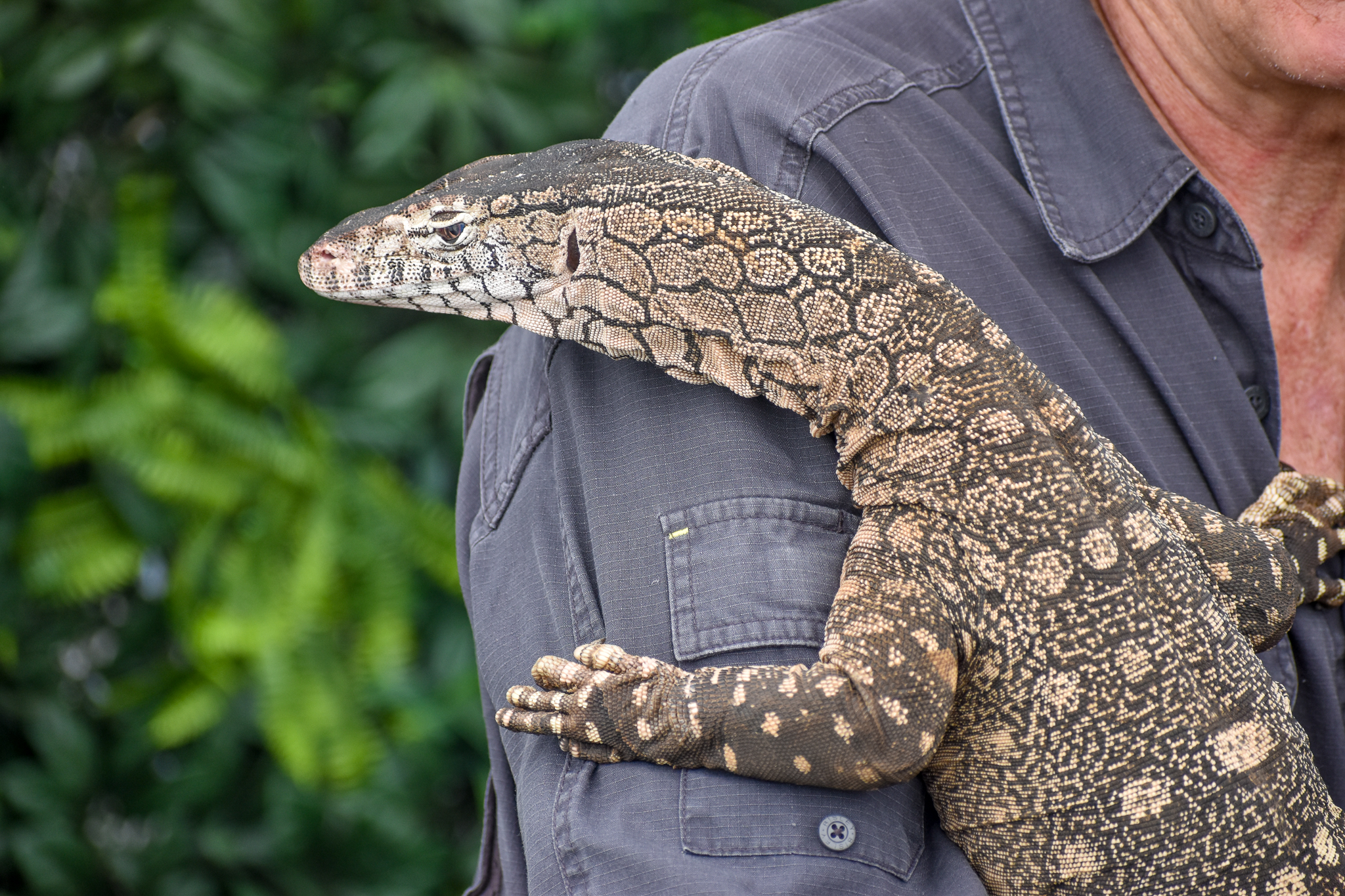 Perentie