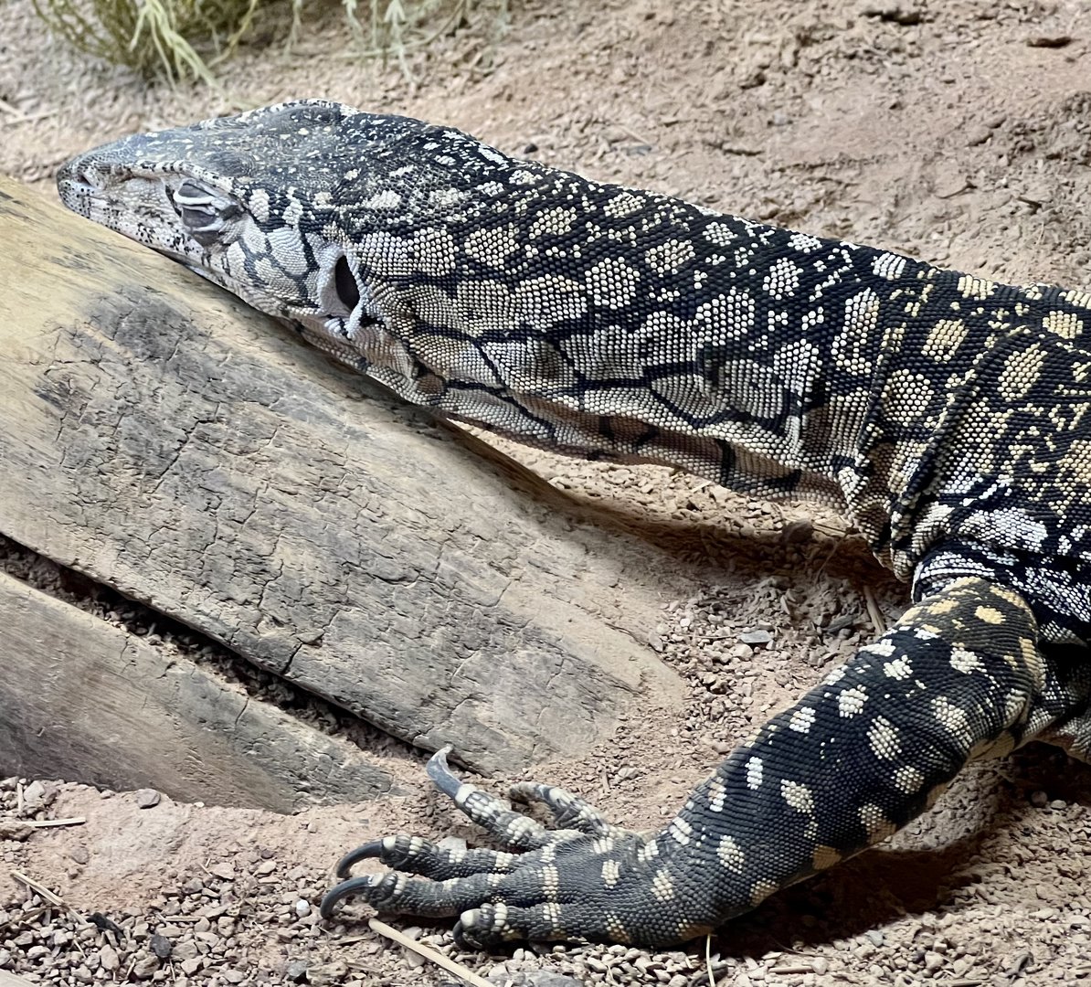 Perentie