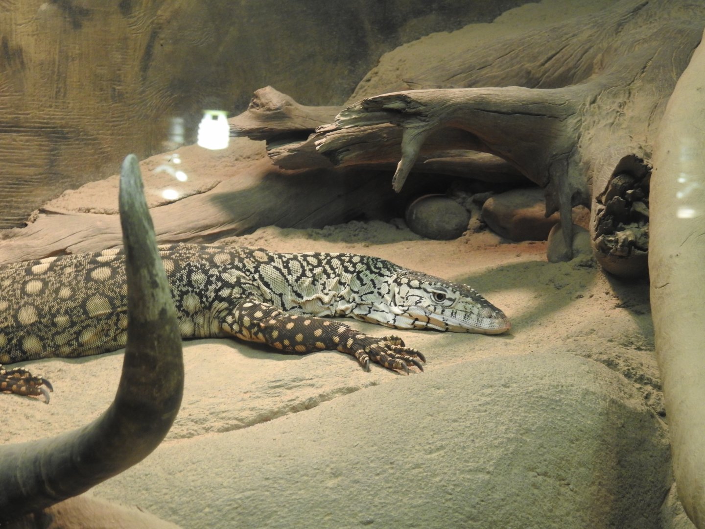 Perentie