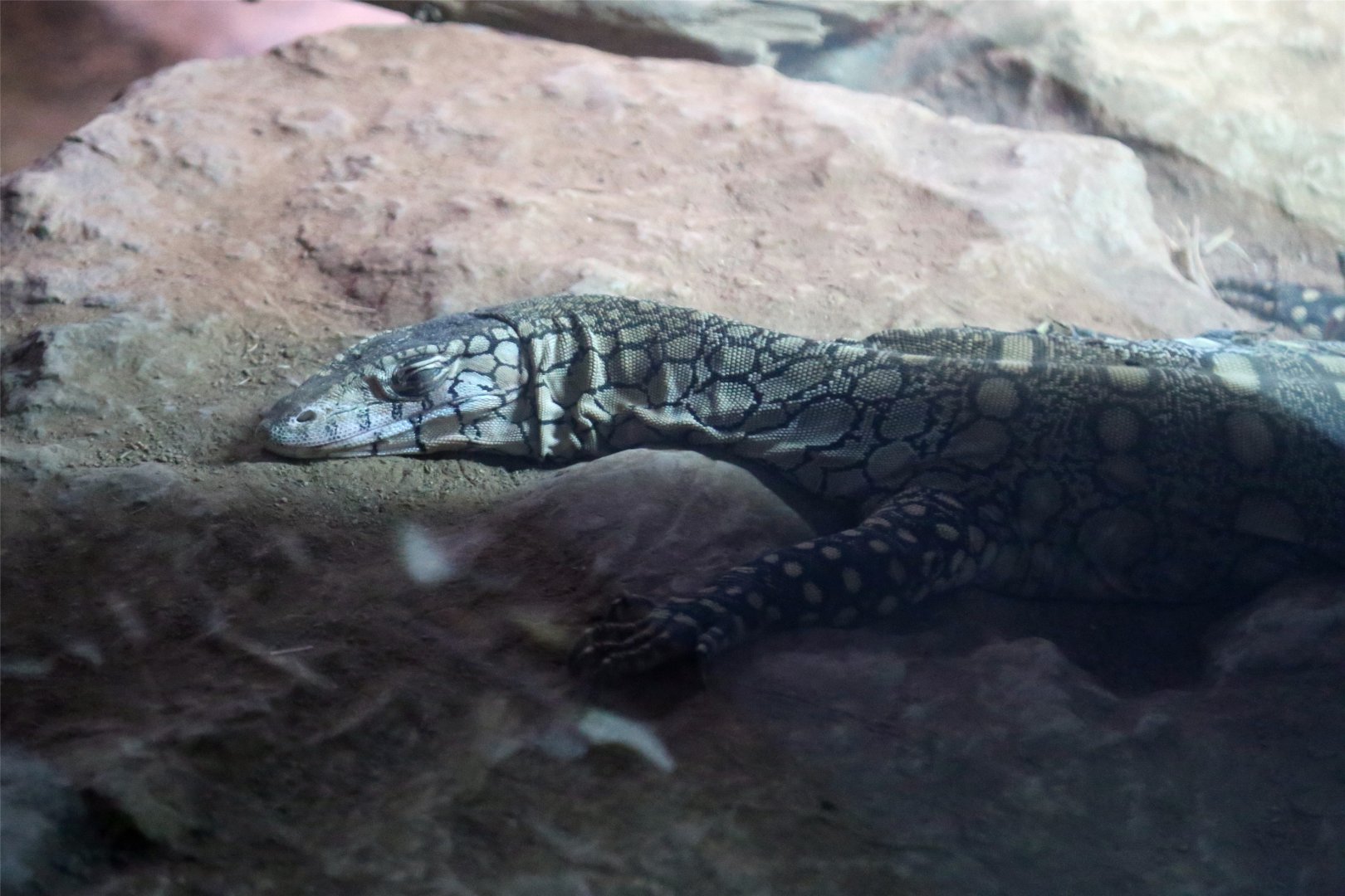 Perentie