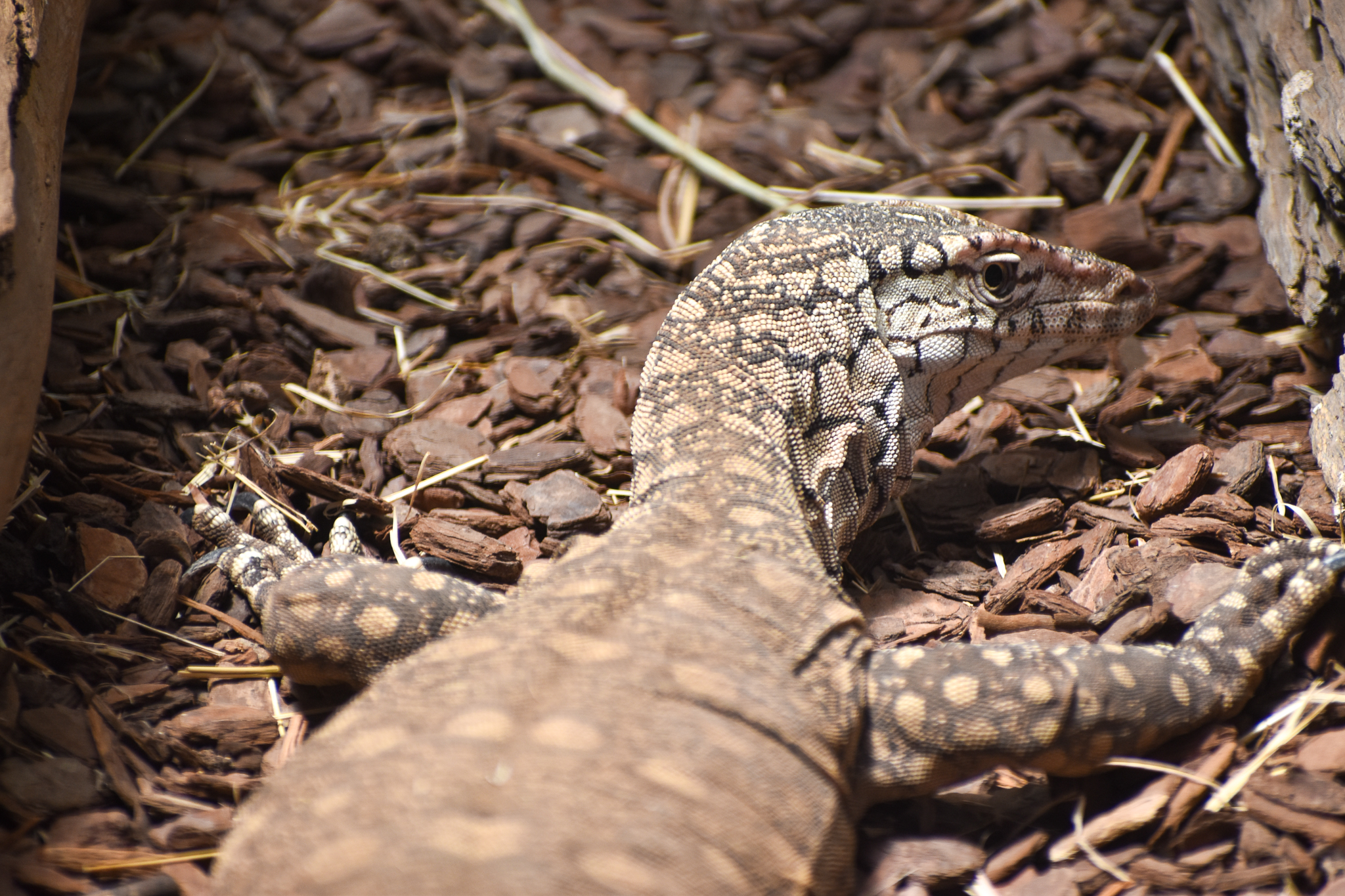 Perentie