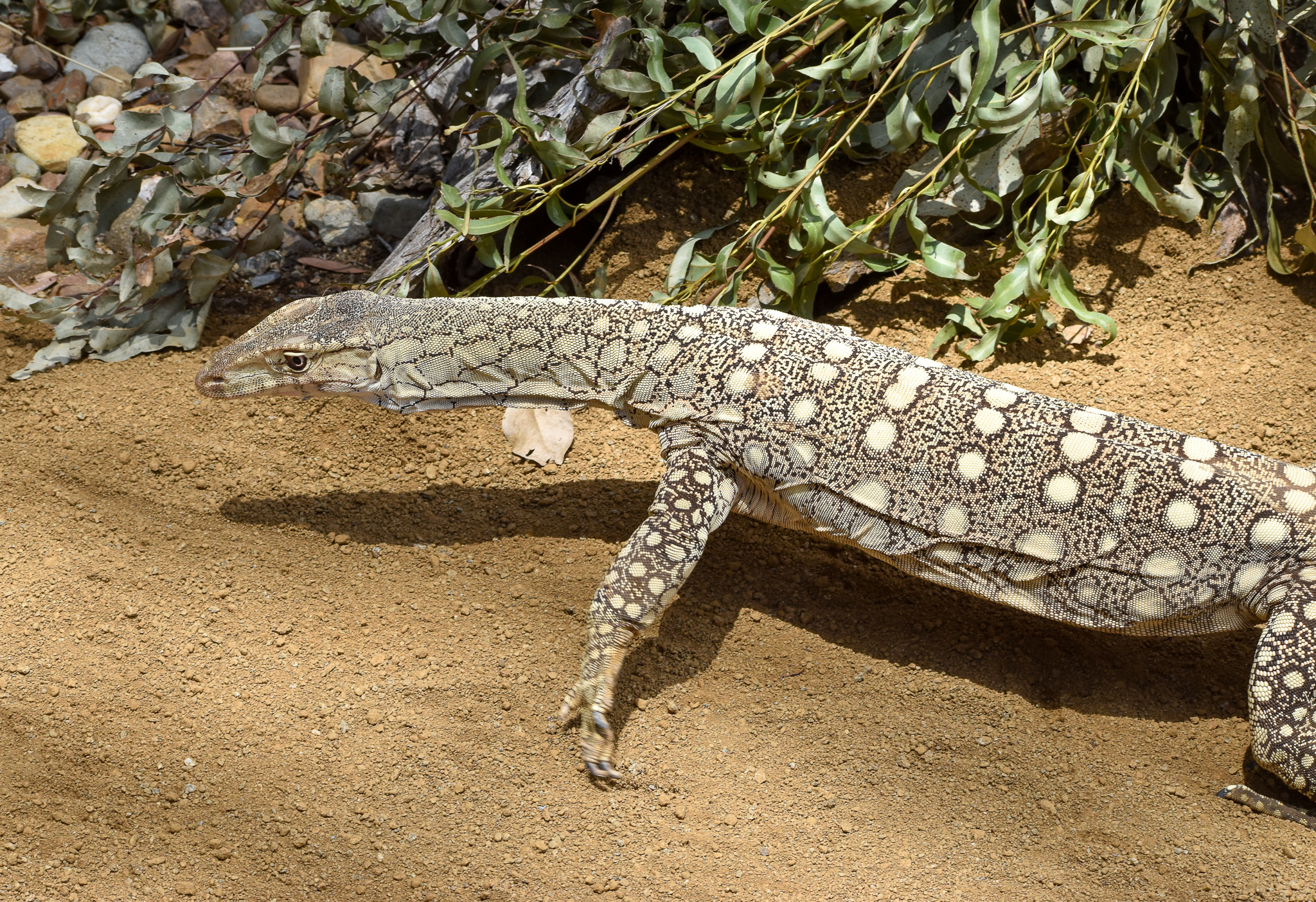 Perentie