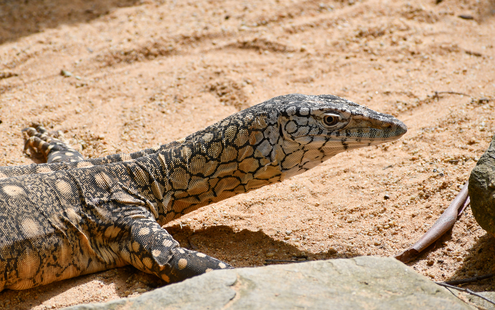 Perentie