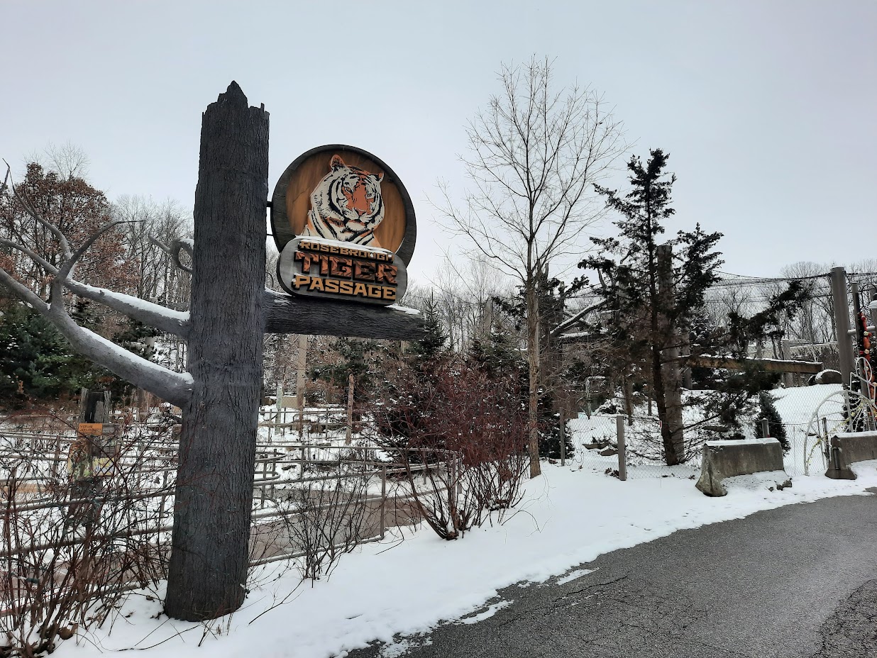 Perfect Weather for the Tigers!