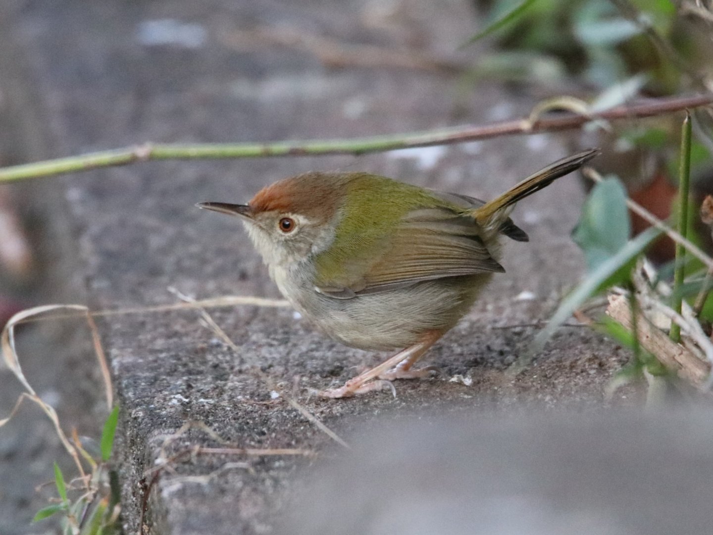 Perfectly Plump Common Tailorbird