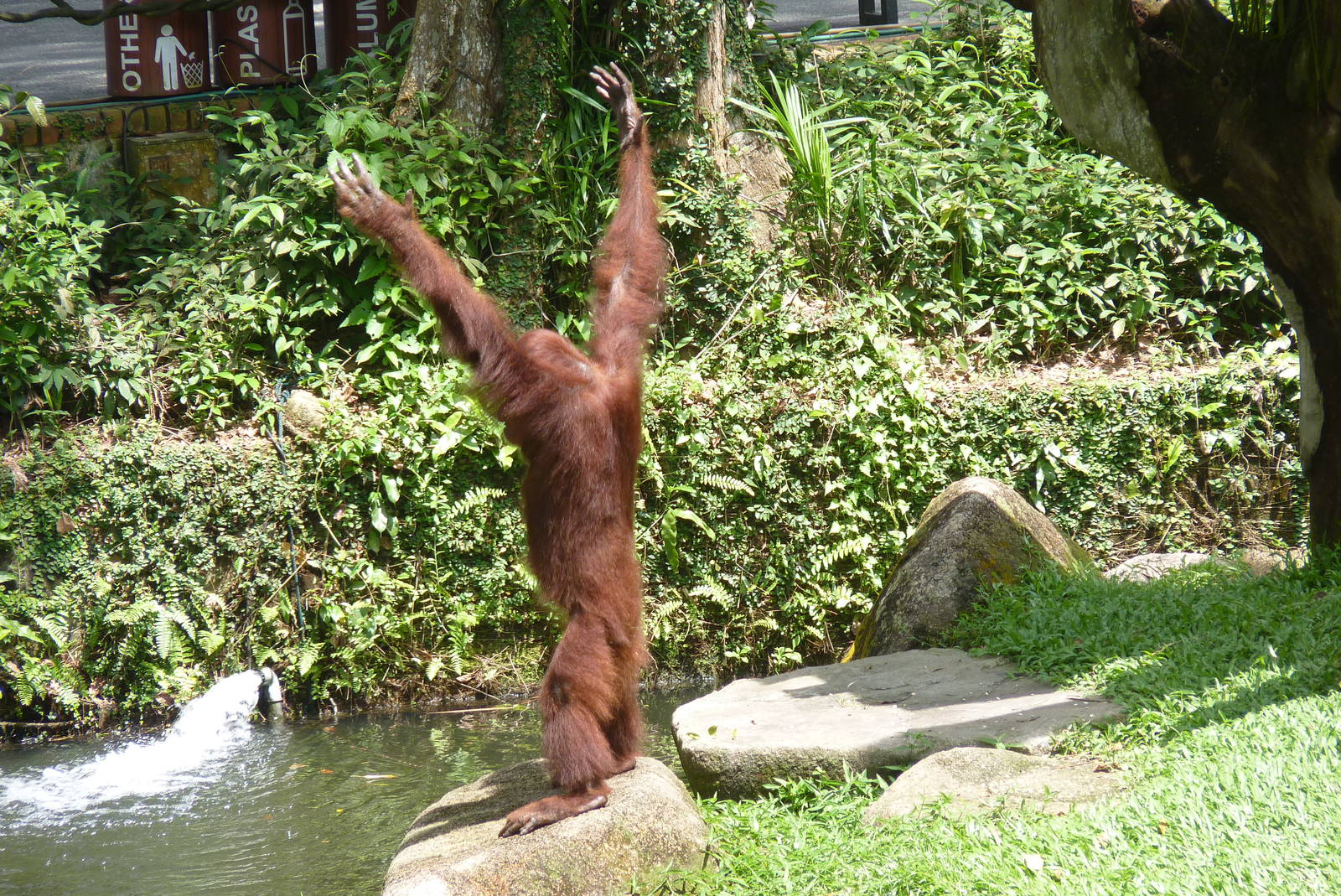 Performing Orangutan, December 2015
