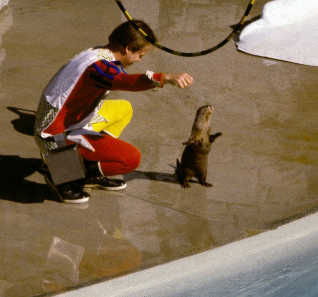 Performing Otter, Sealion Show - 1981