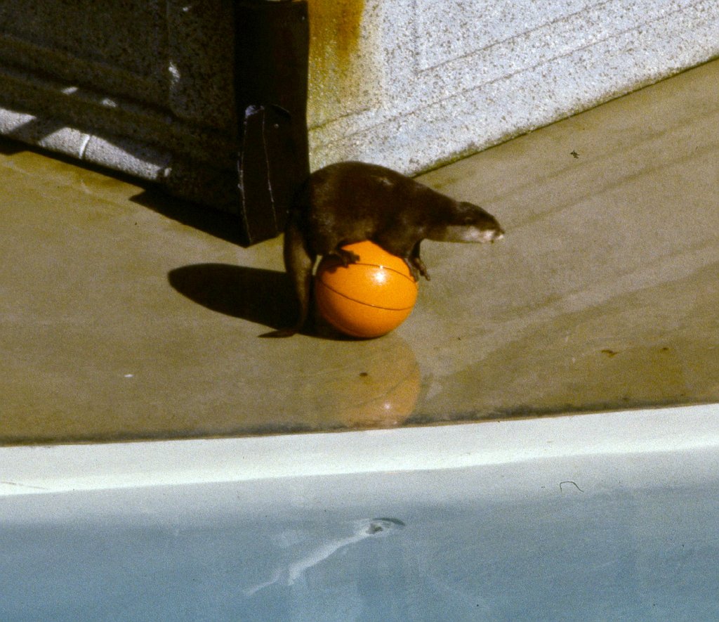 Performing Otter, Sealion Show - 1981