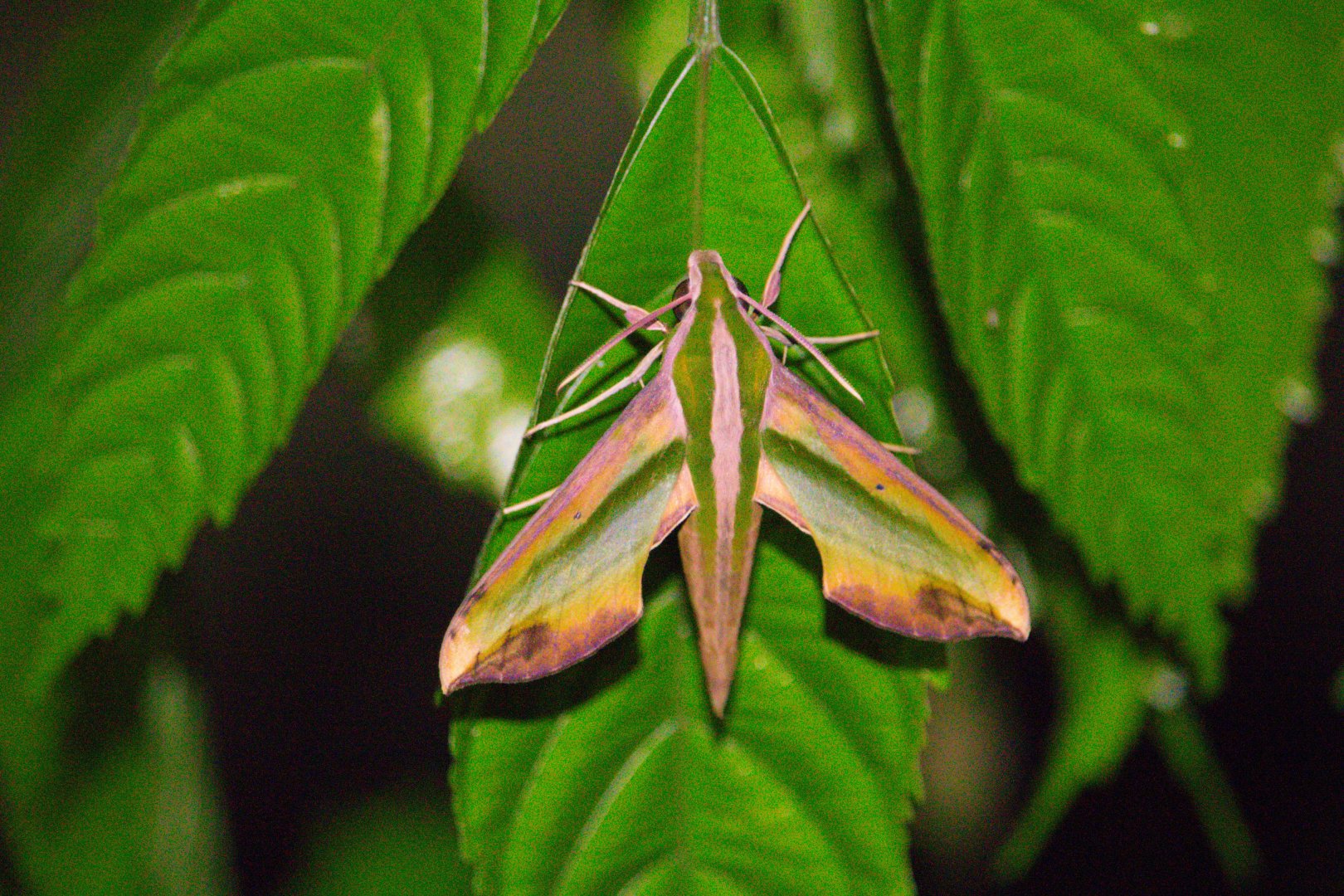 Pergesa acteus (Sphinx Moth)