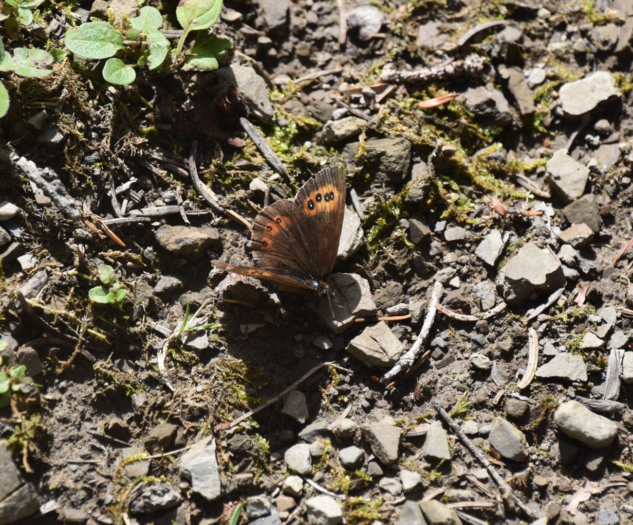 Perhaps a tortoiseshell?