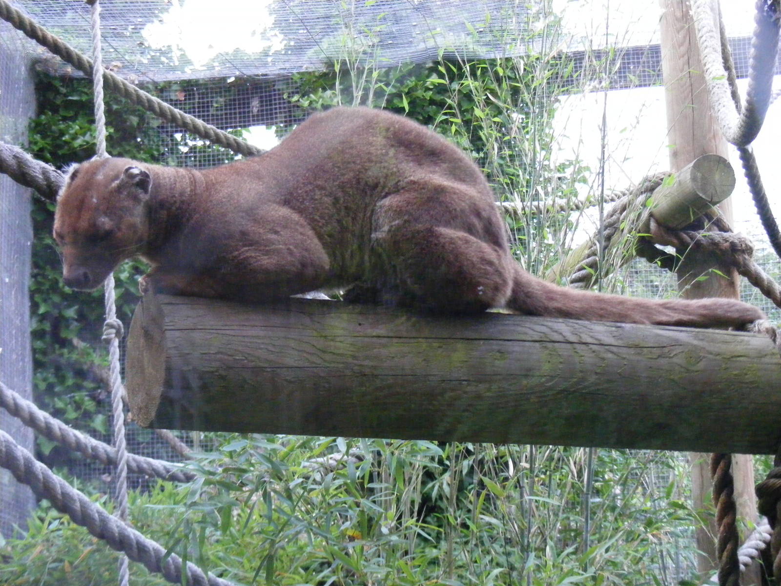 Perinet the fossa at Chessington Zoo, 25 June 2010