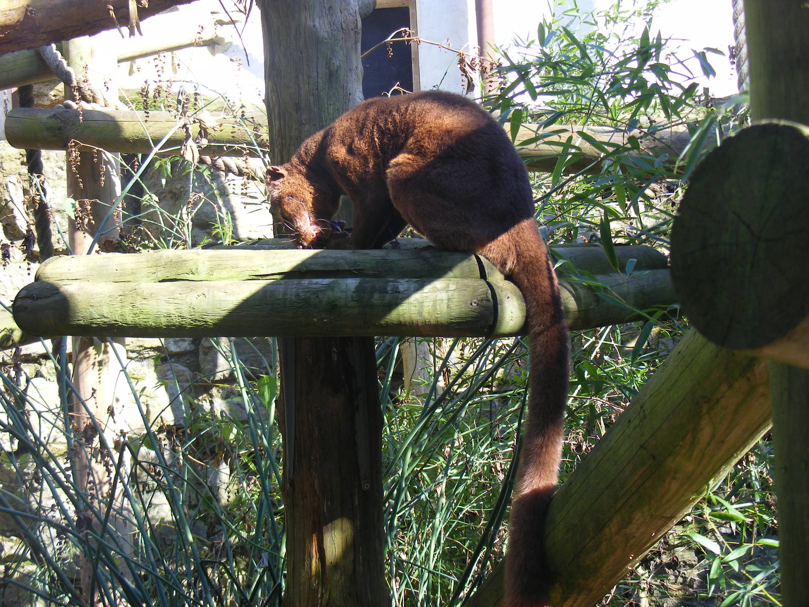 Perinet the fossa at Chessington Zoo, 7 March 2010