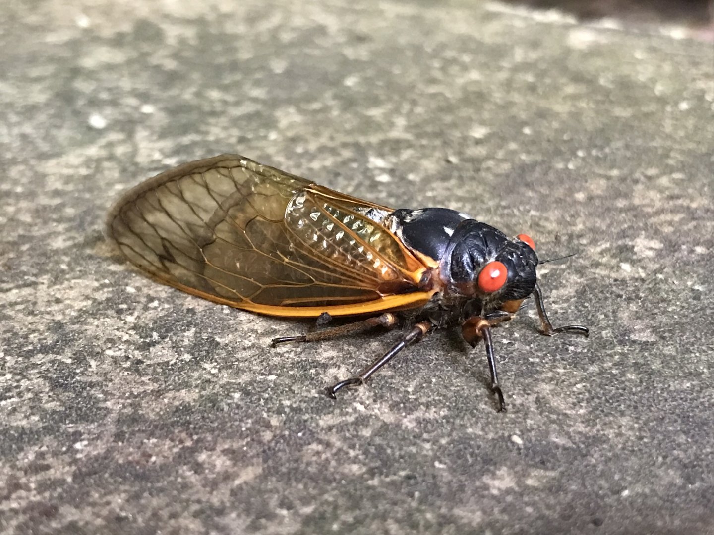 Periodical Cicada