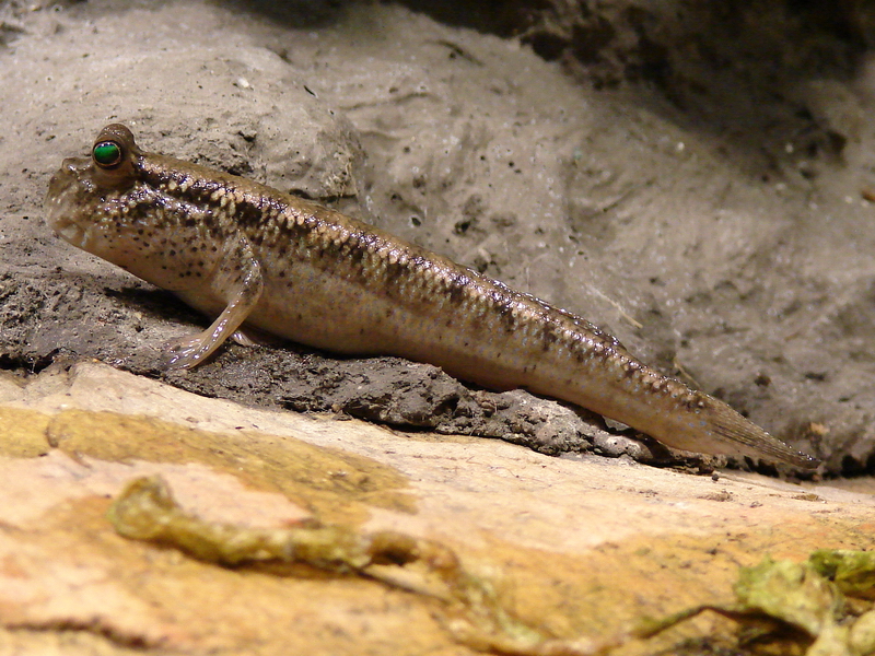 Periophtalmus sp. / Mudskipper