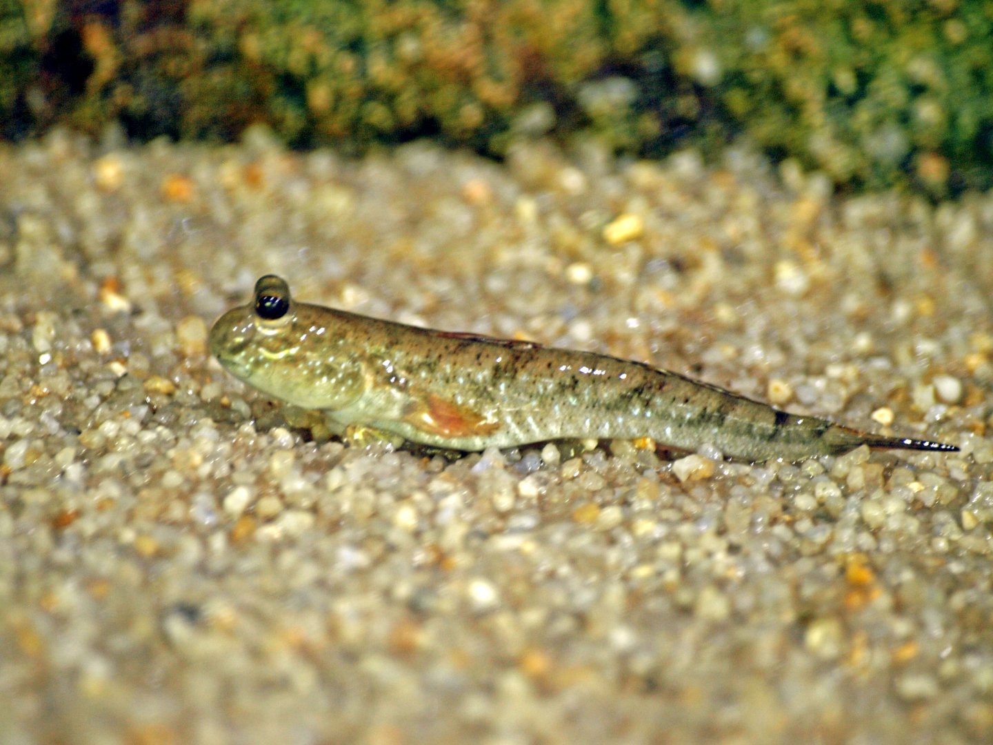 Periophthalmodon septemradiatus