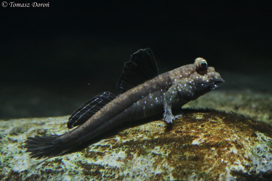 Periophthalmus barbarus at Zamosc Zoo