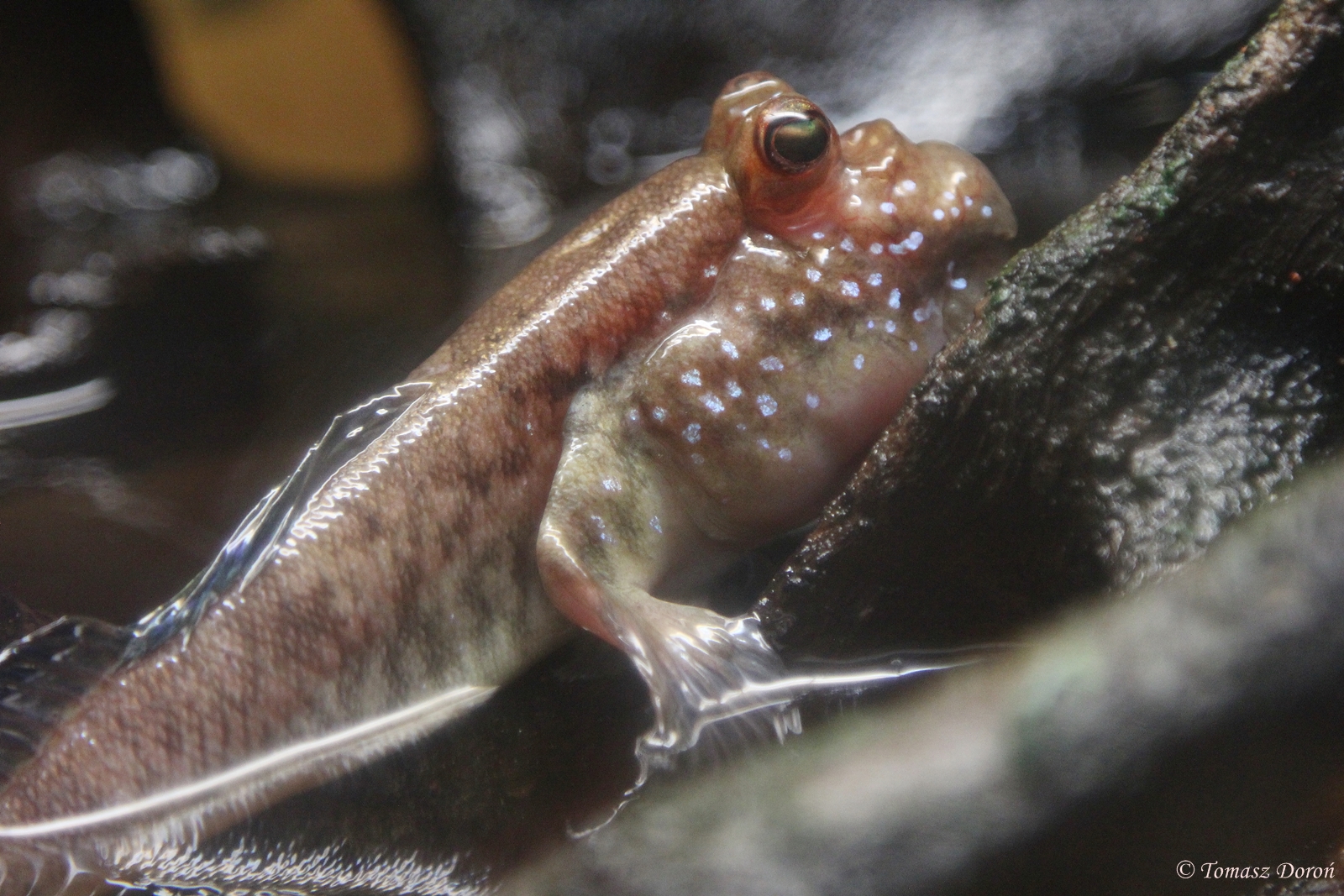 Periophthalmus barbatus, July 2015