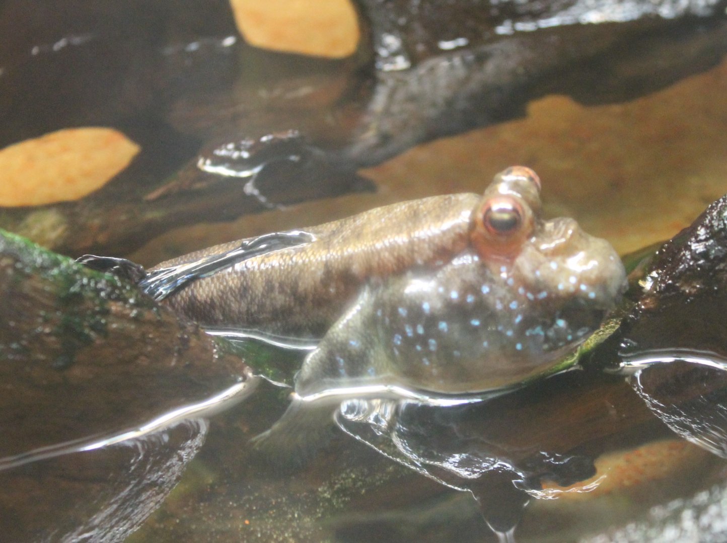 Periophthalmus barbatus