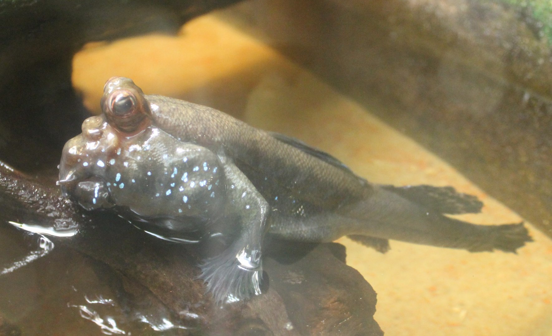 Periophthalmus barbatus