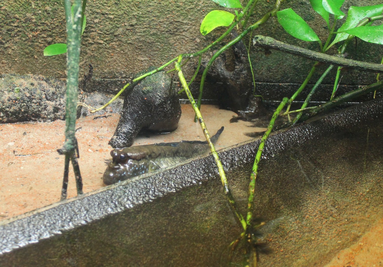 Periophthalmus barbatus