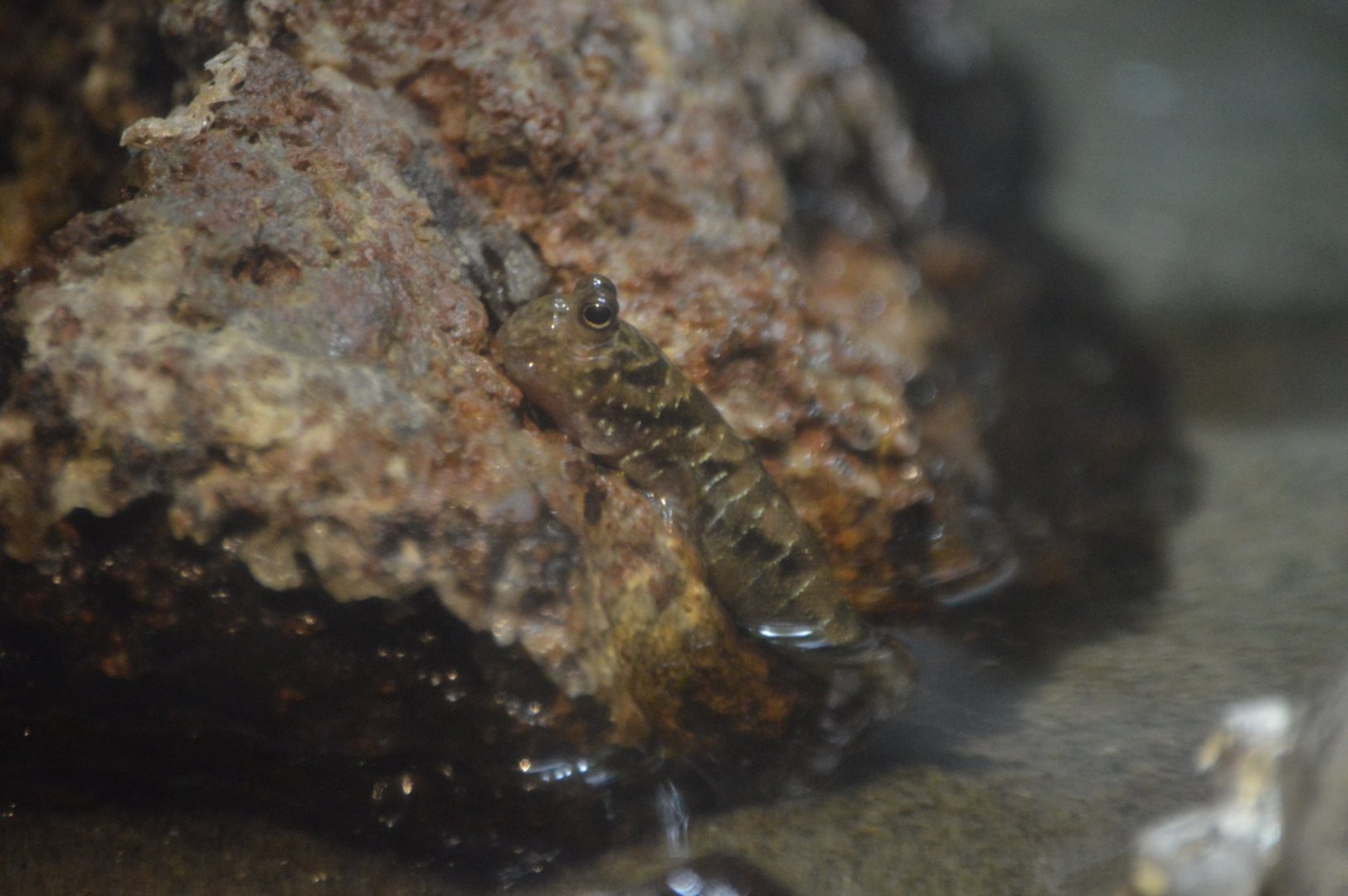 Periophthalmus gracilis