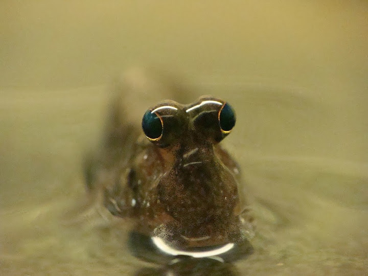 Periophthalmus novemradiatus