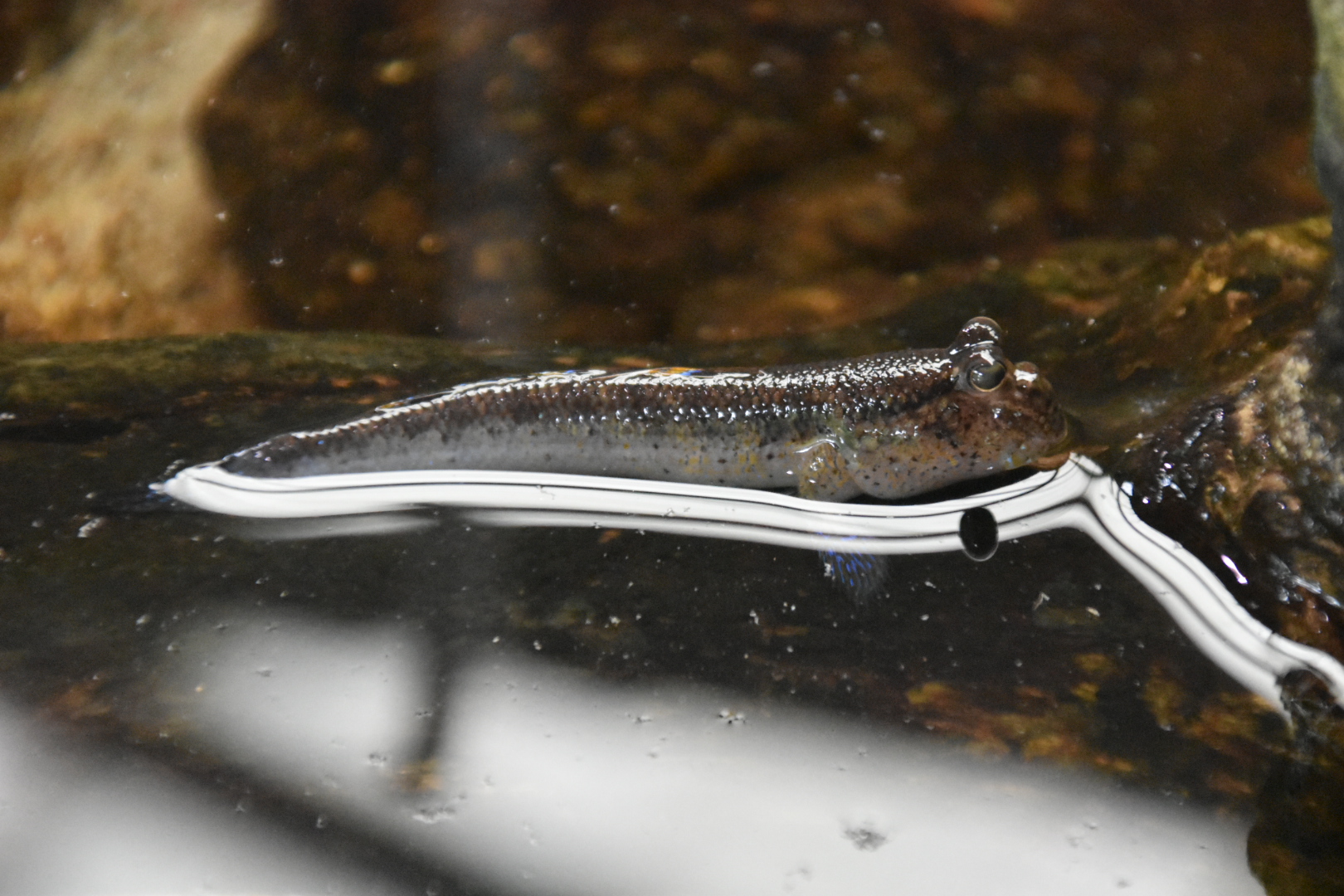 Periophthalmus novemradiatus.