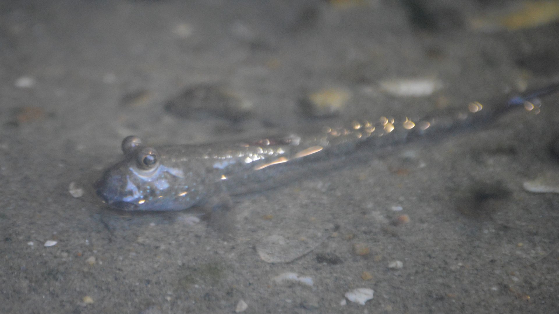 Periophthalmus novemradiatus