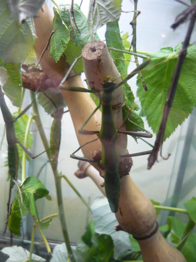 Periphetes forcipatus