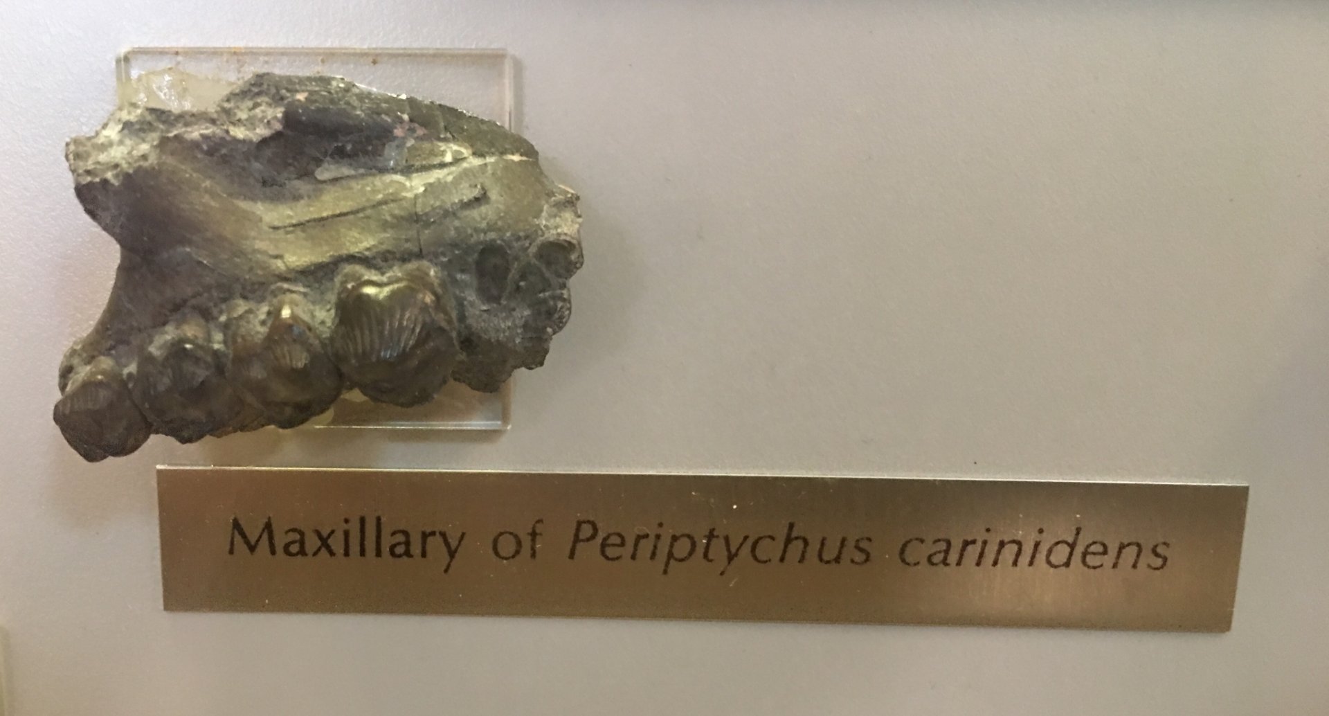 Periptychus carinidens