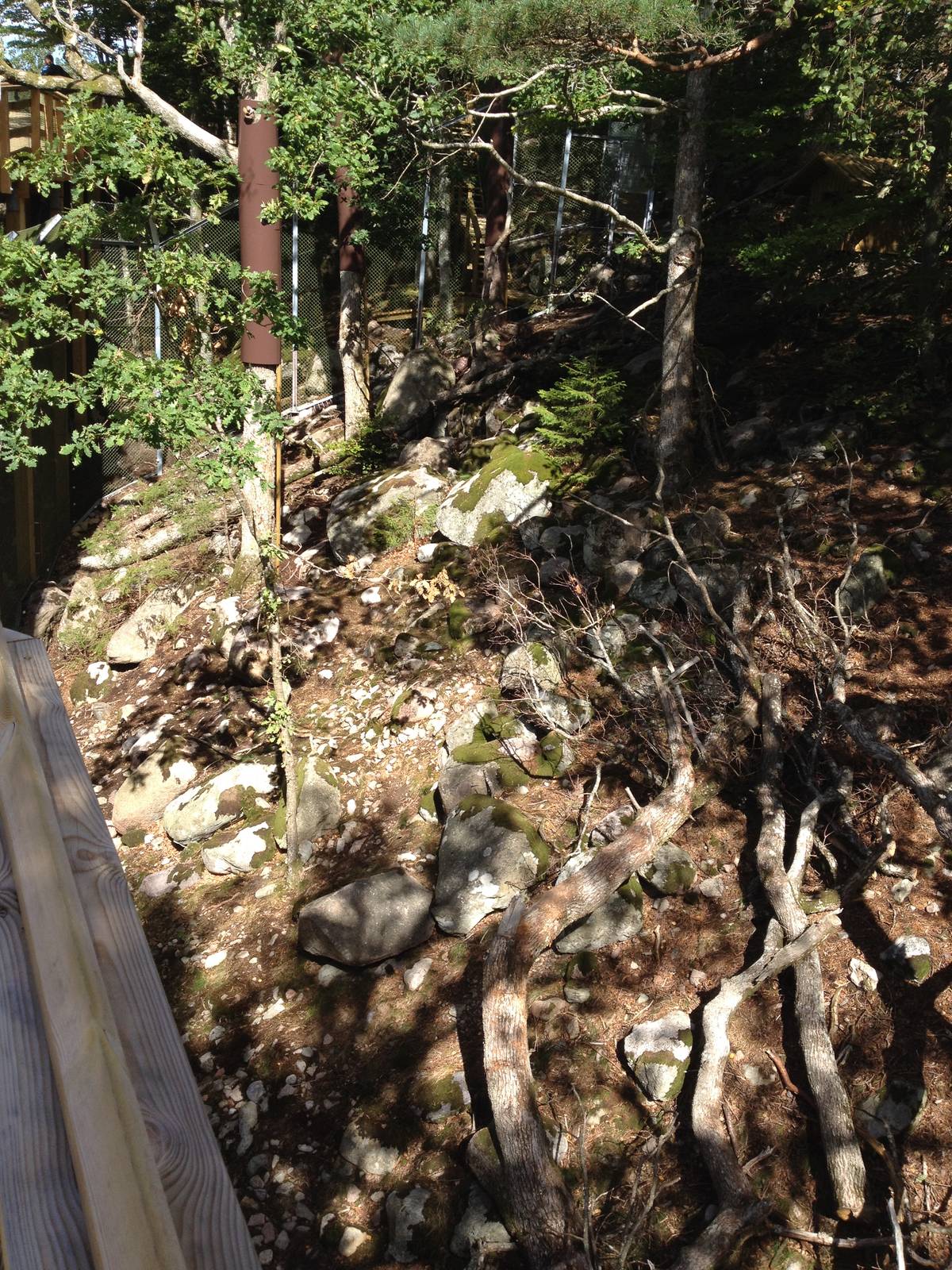 Perisan leopard exhibit (new for 2014)