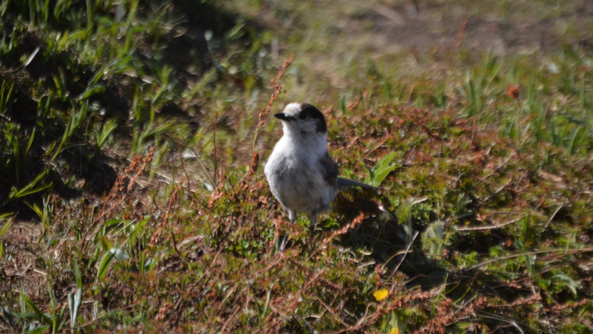 Perisoreus canadensis