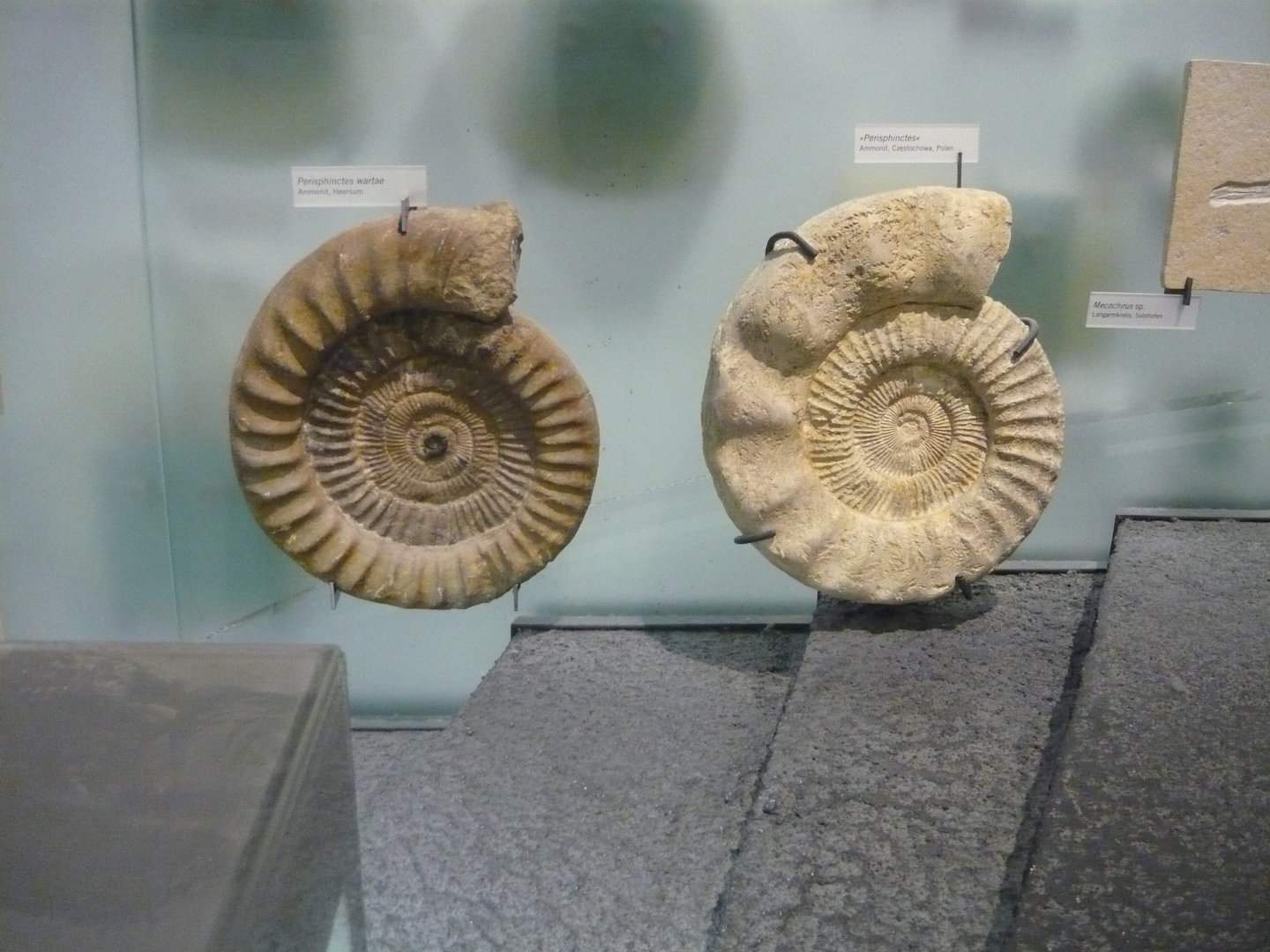 Perisphinctes ammonites