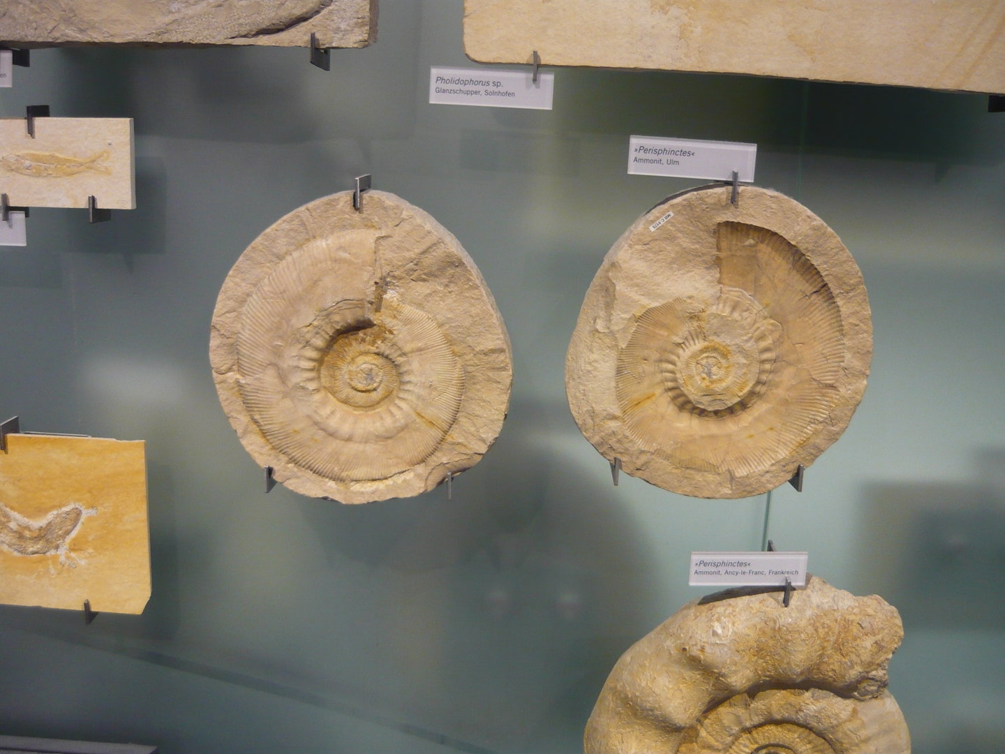 Perisphinctes ammonites