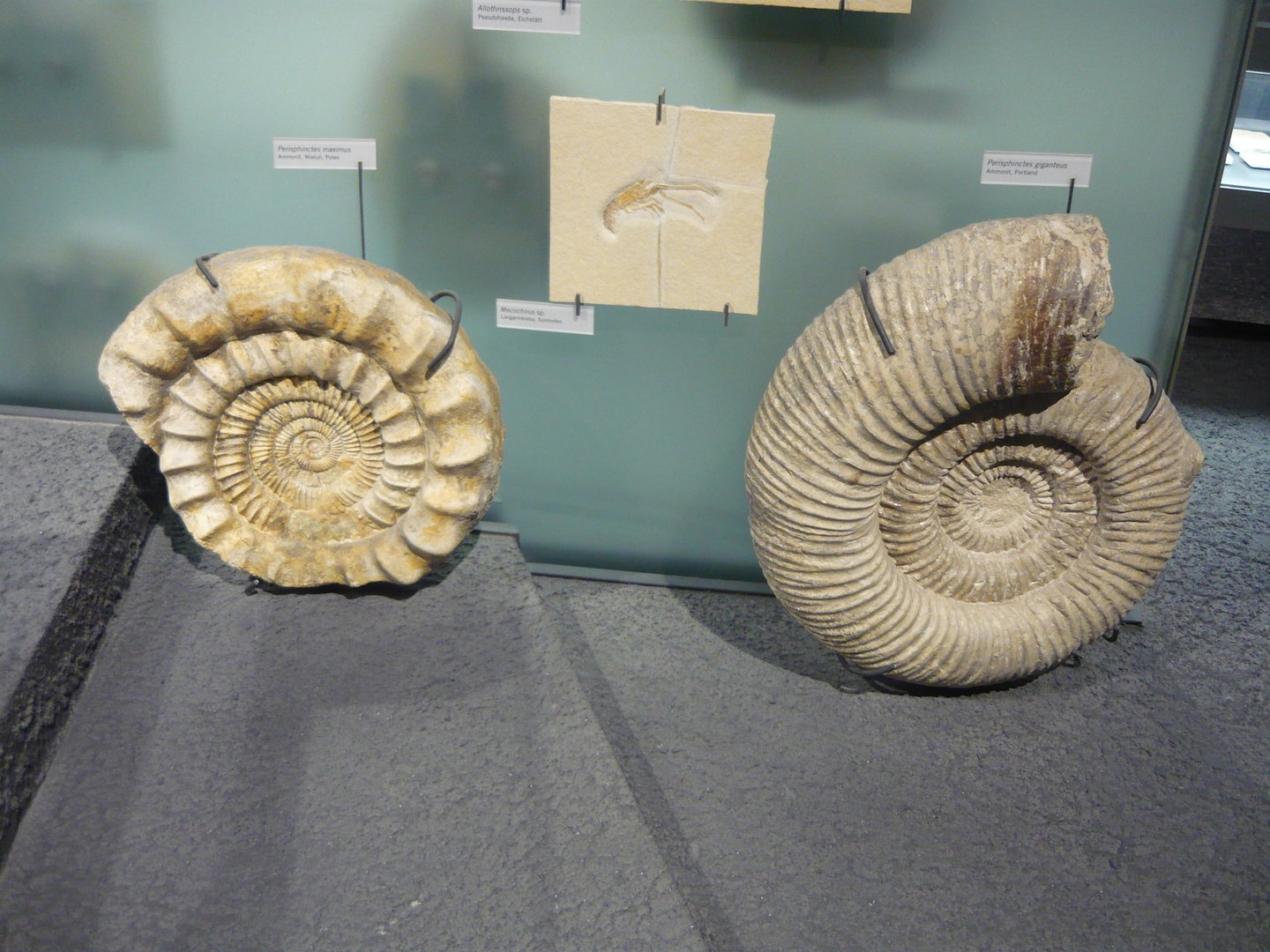 Perisphinctes and Mesochirus sp.