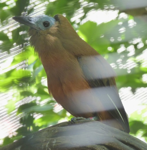 Perissocephalus tricolor