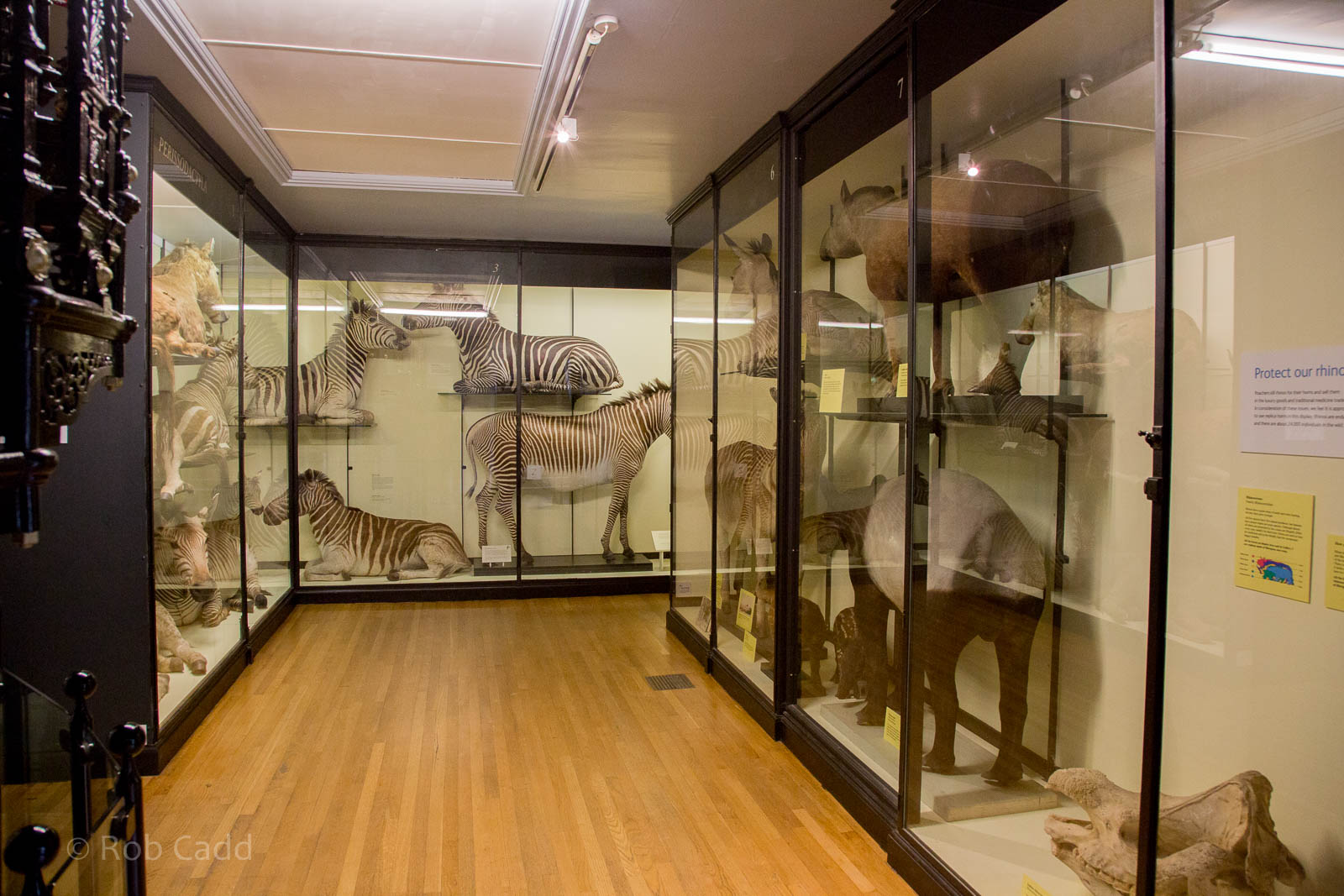 Perissodactyla : NHM at Tring : 23 Oct 2015