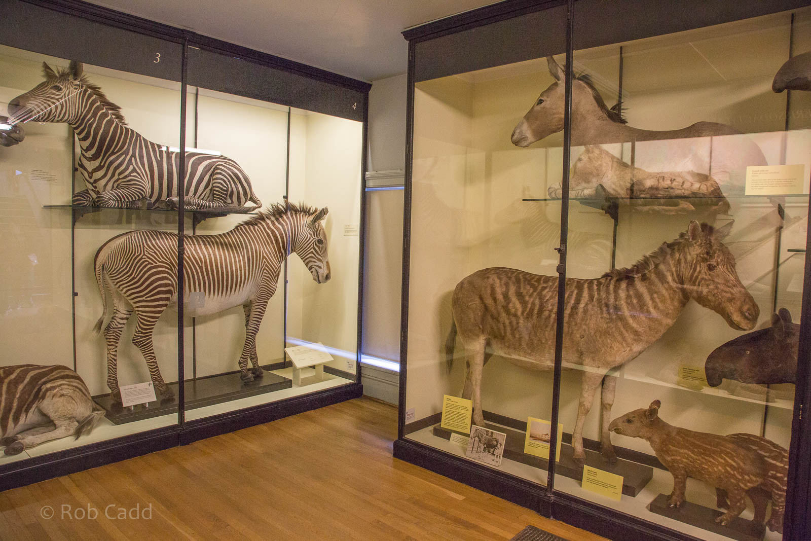 Perissodactyla : NHM at Tring : 23 Oct 2015