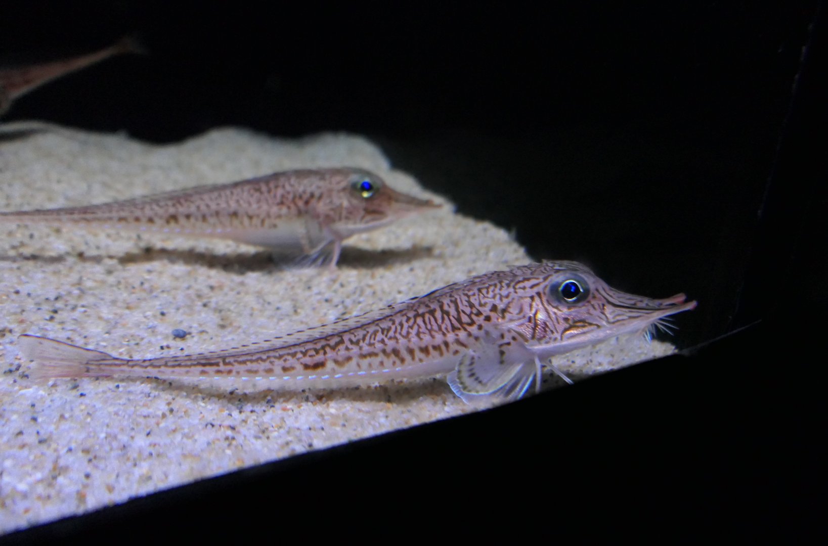 Peristedion orientale